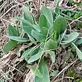 Centaurea triumfettii • گل گندم رنگارنگ