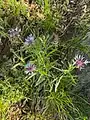 Centaurea triumfettii • گل گندم رنگارنگ