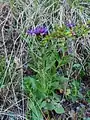 Centaurea triumfettii • گل گندم رنگارنگ