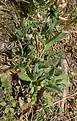 Centaurea triumfettii • گل گندم رنگارنگ
