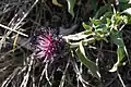 Centaurea triumfettii • گل گندم رنگارنگ