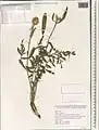 Centaurea aucheri • گل گندم زاگرسی