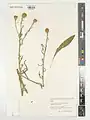 Centaurea pterocaula • گل گندم ساقهبالدار