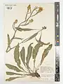 Centaurea pterocaula • گل گندم ساقهبالدار