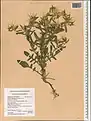 Centaurea hyalolepis • گل گندم برگه شفاف