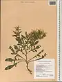 Centaurea hyalolepis • گل گندم برگه شفاف