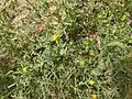 Centaurea hyalolepis • گل گندم برگه شفاف