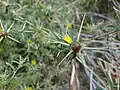 Centaurea hyalolepis • گل گندم برگه شفاف