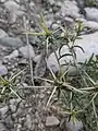 Centaurea hyalolepis • گل گندم برگه شفاف