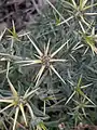 Centaurea hyalolepis • گل گندم برگه شفاف