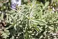 Centaurea hyalolepis • گل گندم برگه شفاف