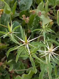 Centaurea hyalolepis • گل گندم برگه شفاف