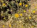 Centaurea hyalolepis • گل گندم برگه شفاف