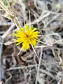 Centaurea hyalolepis • گل گندم برگه شفاف