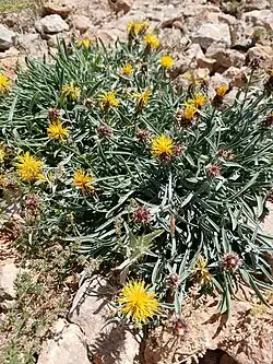 Centaurea drabifolia • گل گندم بزگوش