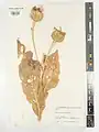 Centaurea nemecii • گل گندم سنبله‌ای