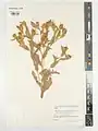 Centaurea polypodiifolia • گل گندم بسفایجی