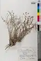 Centaurea ovina • گل گندم رودباری