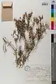 Centaurea ovina • گل گندم رودباری