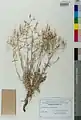 Centaurea ovina • گل گندم رودباری