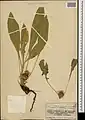 Centaurea rhizantha • گل گندم کوتوله