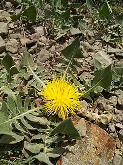 Centaurea rhizantha • گل گندم کوتوله