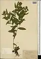 Centaurea hyrcanica • گل گندم خزری
