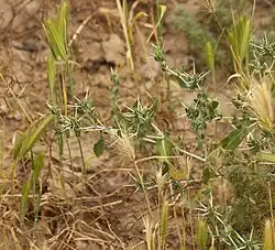 Centaurea bruguierana • گل گندم مهاجر