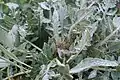 Centaurea urvillei • گل گندم راژانی