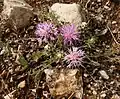 Centaurea urvillei • گل گندم راژانی