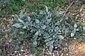 Centaurea urvillei • گل گندم راژانی