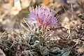 Centaurea urvillei • گل گندم راژانی