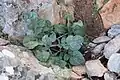 Centaurea urvillei • گل گندم راژانی