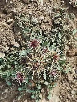 Centaurea urvillei • گل گندم راژانی