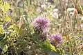 Centaurea urvillei • گل گندم راژانی