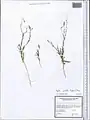 Centaurea pulchella • گل گندم زیبا