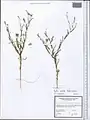 Centaurea pulchella • گل گندم زیبا
