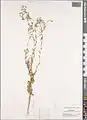 Centaurea pulchella • گل گندم زیبا