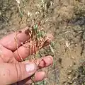 Centaurea pulchella • گل گندم زیبا
