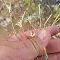 Centaurea pulchella • گل گندم زیبا
