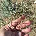 Centaurea pulchella • گل گندم زیبا