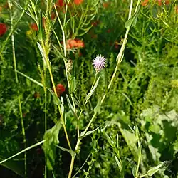 Centaurea pulchella • گل گندم زیبا