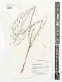Centaurea pulchella • گل گندم زیبا