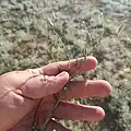 Centaurea pulchella • گل گندم زیبا