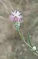 Centaurea pulchella • گل گندم زیبا