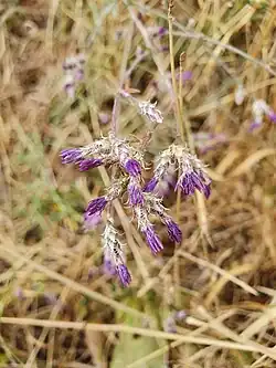 Centaurea aggregata • گل گندم انبوه