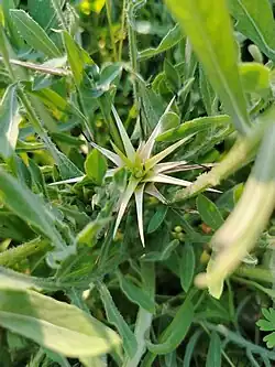 Centaurea iberica • گل گندم چمنزار