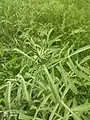 Centaurea iberica • گل گندم چمنزار