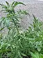 Centaurea iberica • گل گندم چمنزار