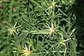 Centaurea iberica • گل گندم چمنزار